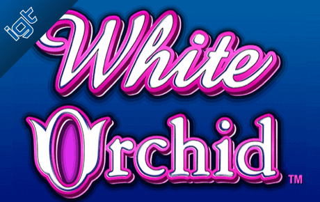 White Orchid 